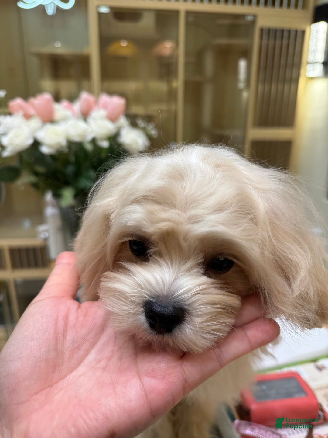 Maltipoo dogs for sale: Maltipoo Puppy 1 - Ad 4