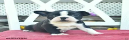 Boston Terrier dogs for sale: Pearl  - Ad 3