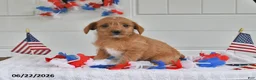 Toy Poodle dogs for sale: Skye - Ad 3