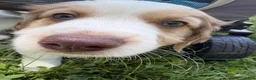 Mixed Breed dogs for sale: Mixed Breed 1 - Ad 2