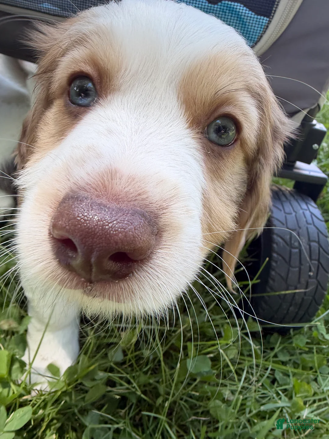 Mixed Breed dogs for sale: Mixed Breed 1 - Ad 2