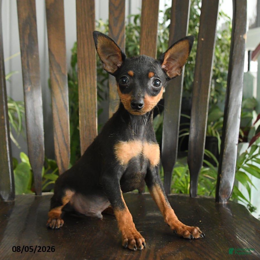 Miniature Pinscher dogs Aristotle - Ad 2