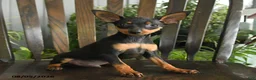 Miniature Pinscher dogs for sale: Aristotle - Ad 2