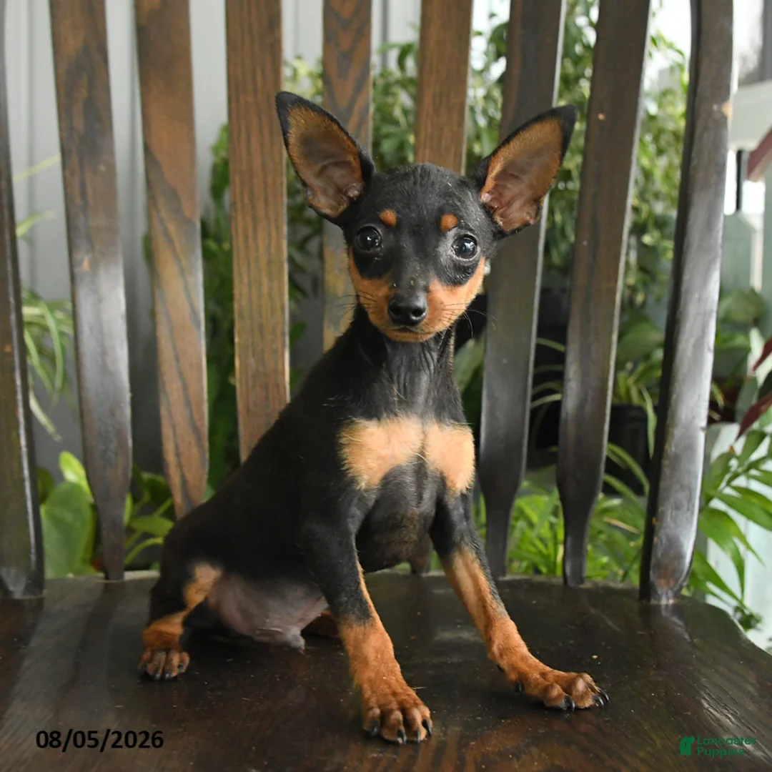Miniature Pinscher dogs for sale: Aristotle - Ad 2