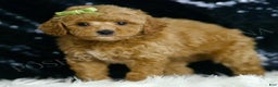 Mini Goldendoodle dogs for sale: Olive F1BB - Ad 5