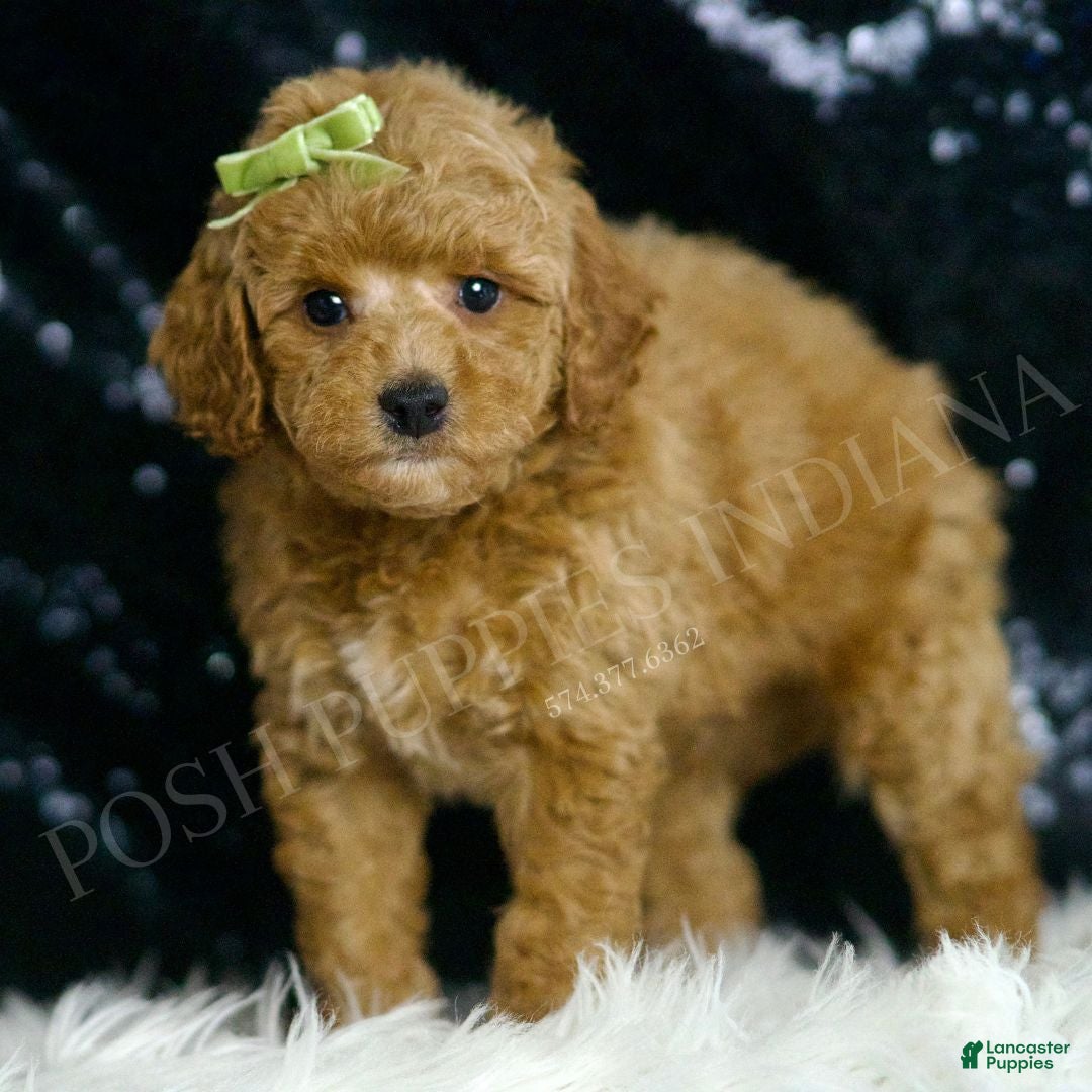 Mini Goldendoodle dogs for sale: Olive F1BB - Ad 5