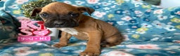 Boxer dogs for sale: Pablo - Ad 3