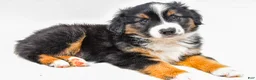 Miniature Australian Shepherd dogs for sale: Easton - Ad 7