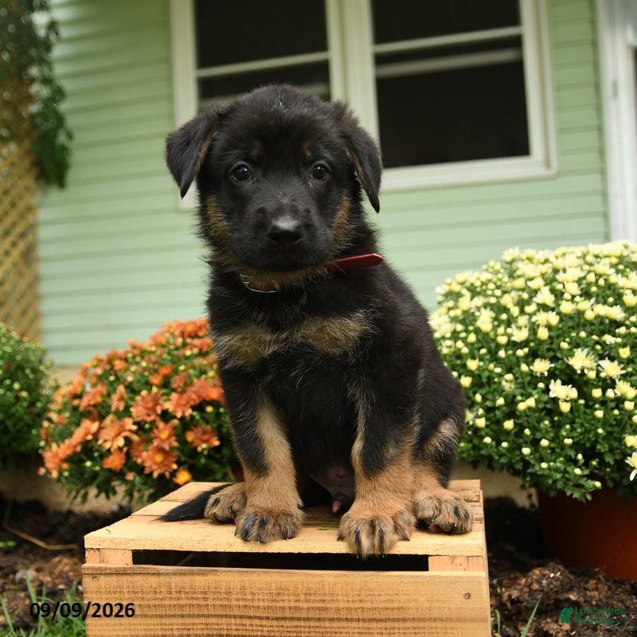 German Shepherd dogs Klaus - Ad 1