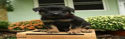German Shepherd dogs for sale: Klaus - Ad 1
