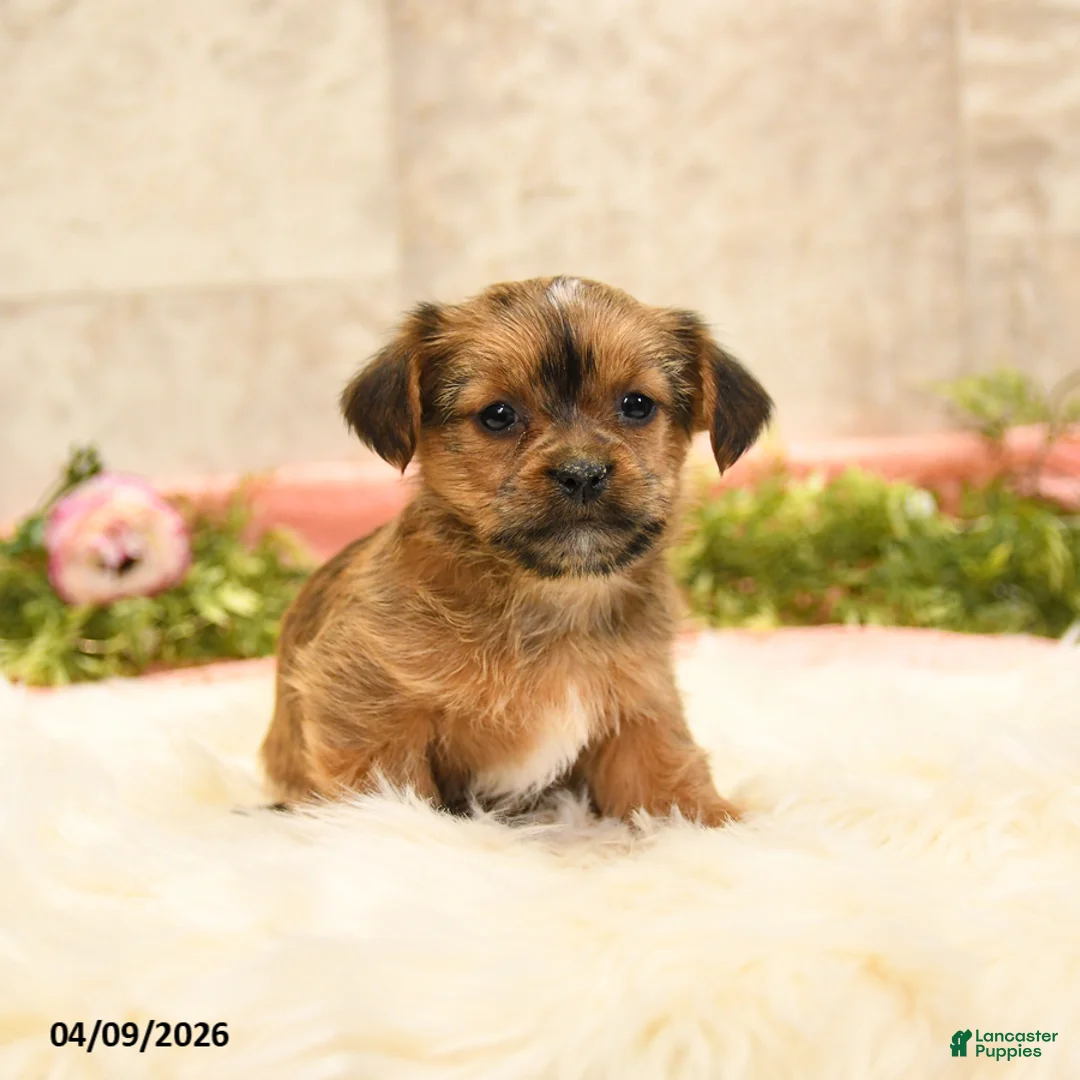 Shorkie dogs for sale: Sherry - Ad 1
