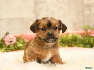 Shorkie dogs for sale: Sherry - Ad 1