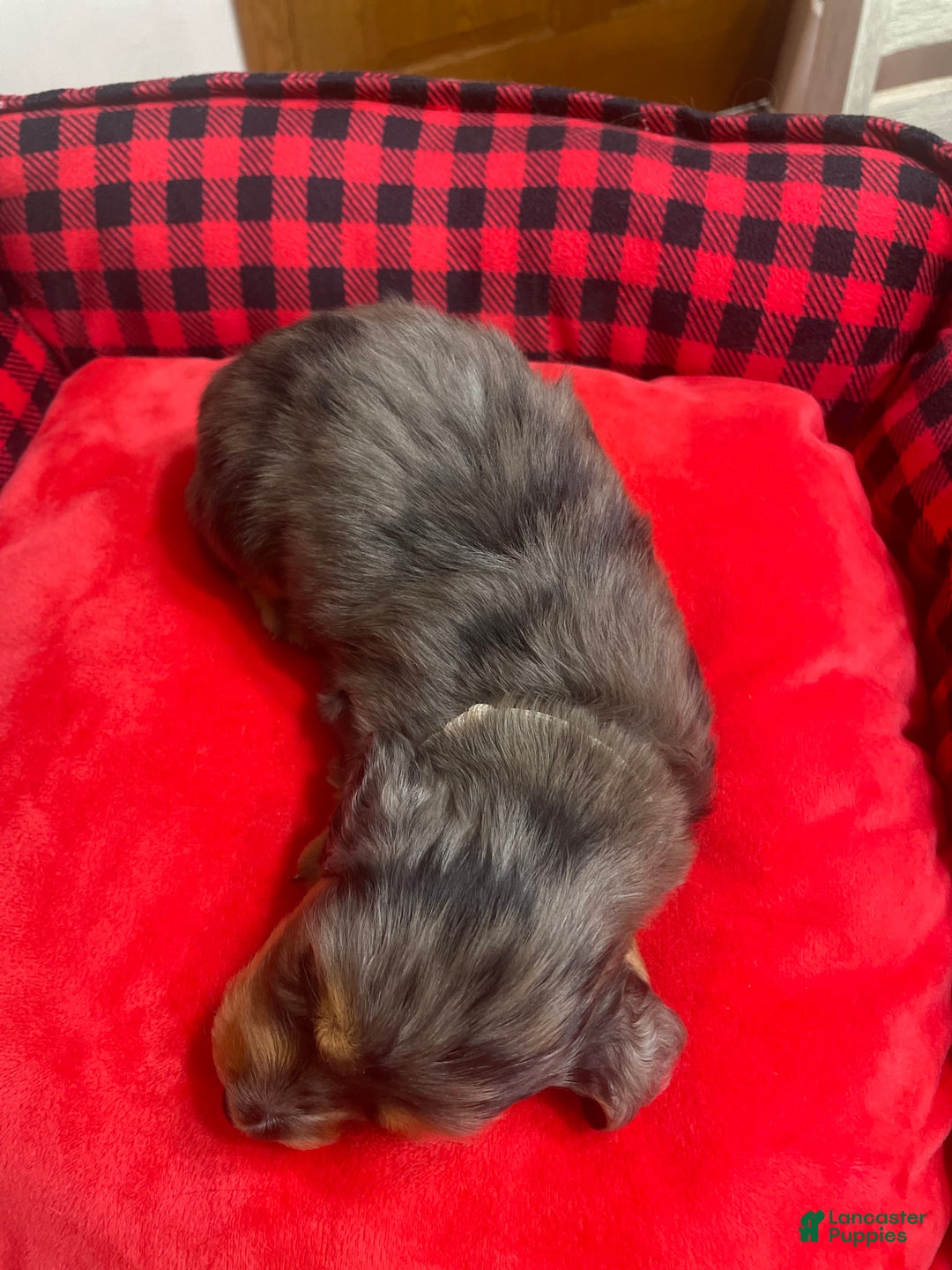 Dachshund dogs for sale: Dachshund Puppy 3 - Ad 6