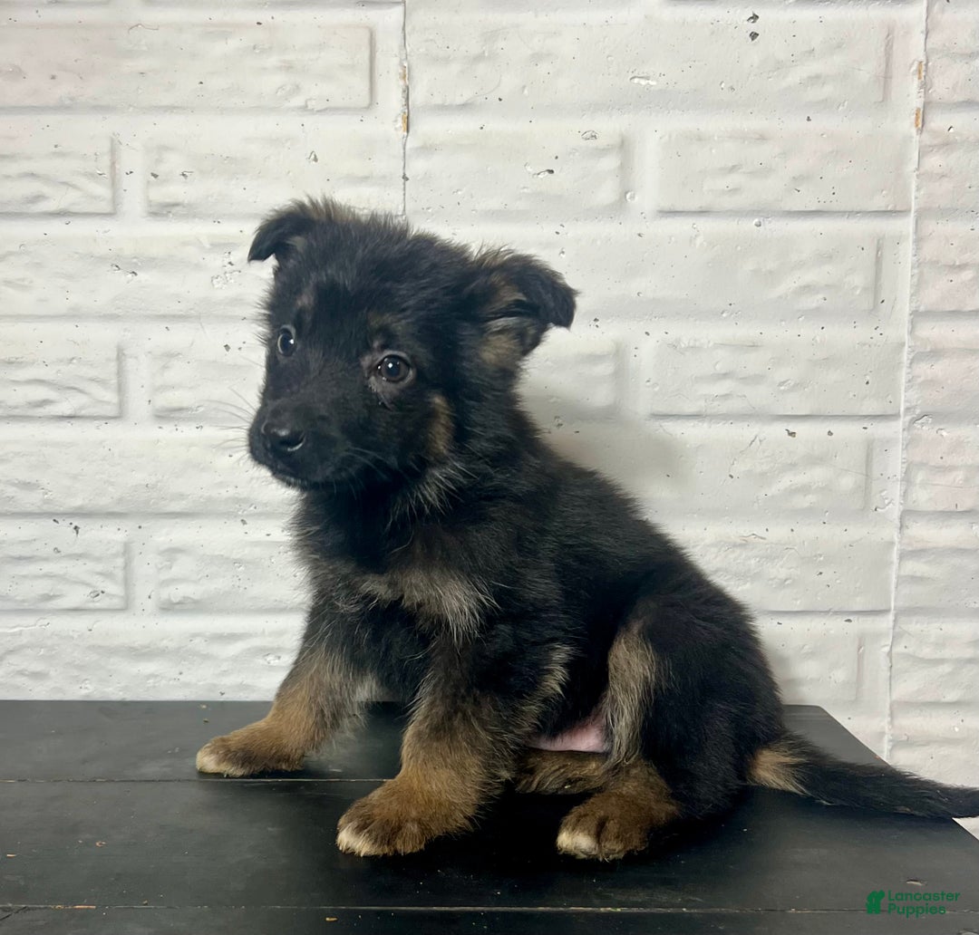 German Shepherd dogs for sale: Denali - Ad 4