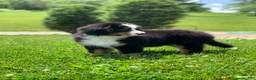 Bernese Mountain Dog dogs for sale: Teddy - Ad 9
