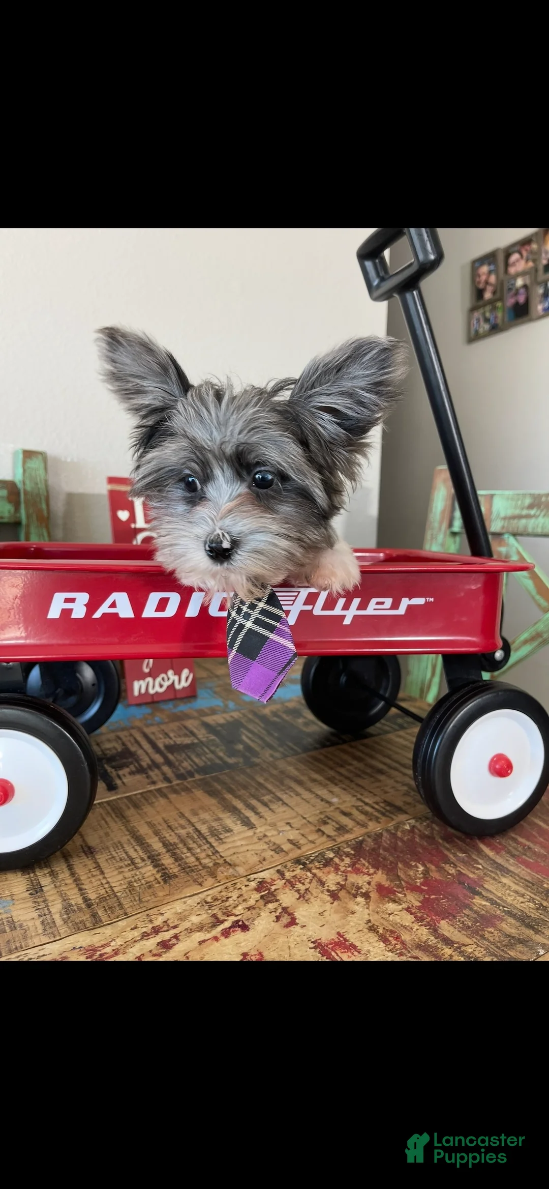 Yorkshire Terrier dogs for sale: KB BlackBerry Partial Blue eye - Ad 4