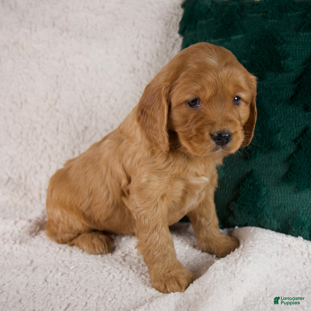 Mixed Breed dogs for sale: Max - Ad 4