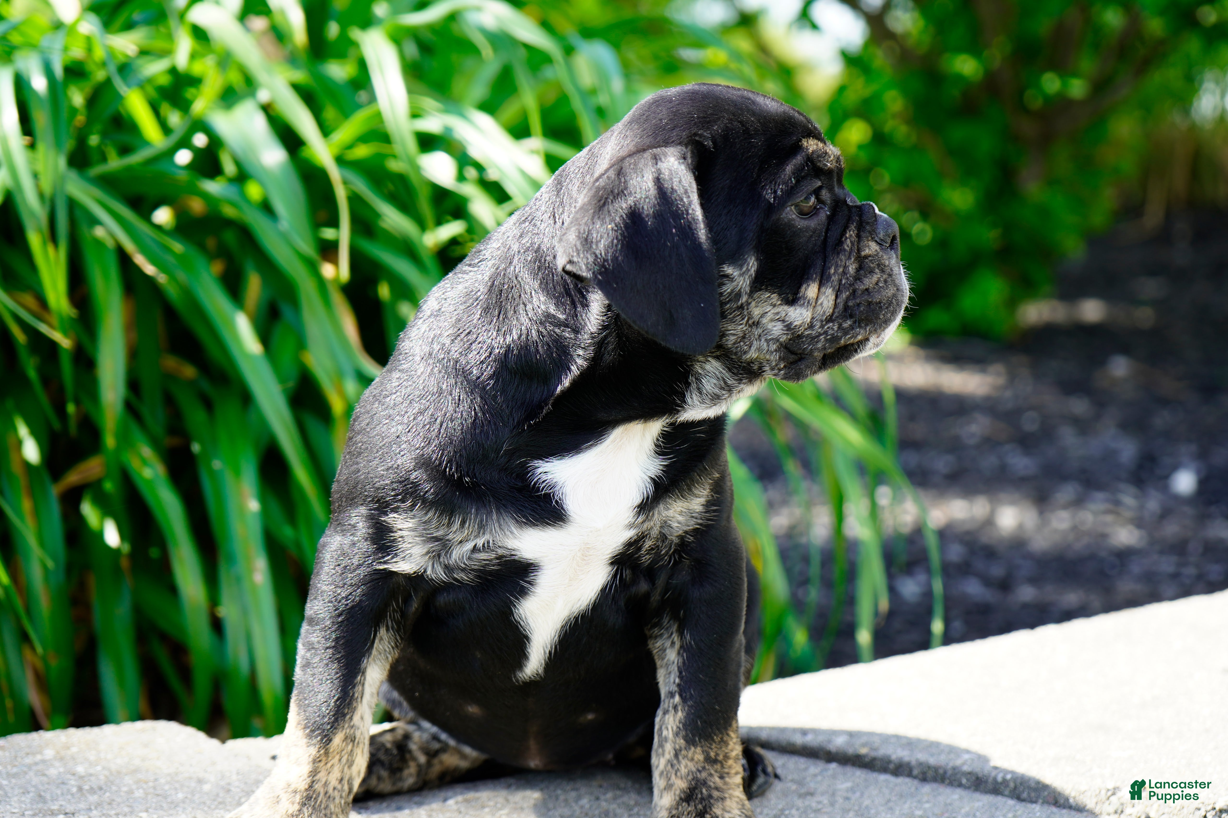 English Bulldog dogs Eleanor Female  - Ad 2