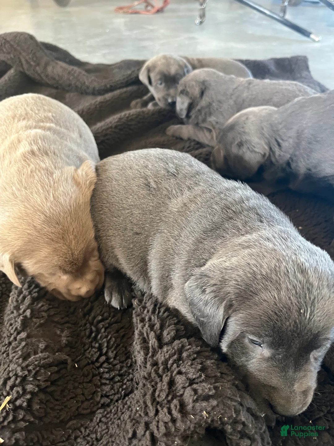 Labrador Retriever dogs for sale: Roscoe - Ad 2