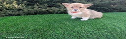 Welsh Corgi Pembroke dogs for sale: Kyle - Ad 5