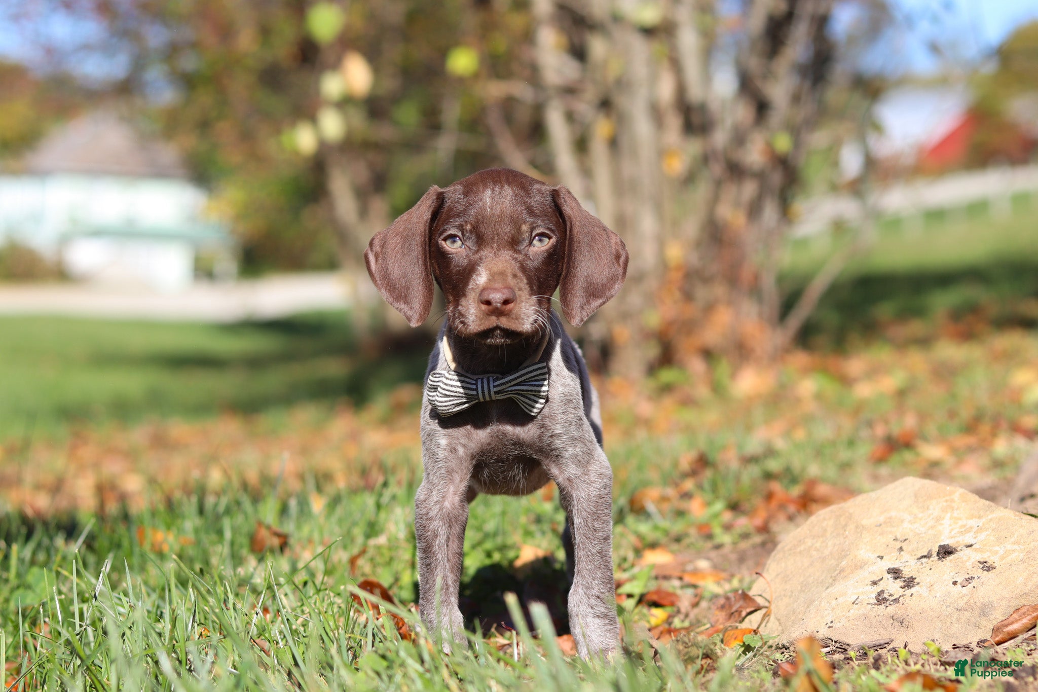 German Shorthaired Pointer dogs Asher - Ad 1