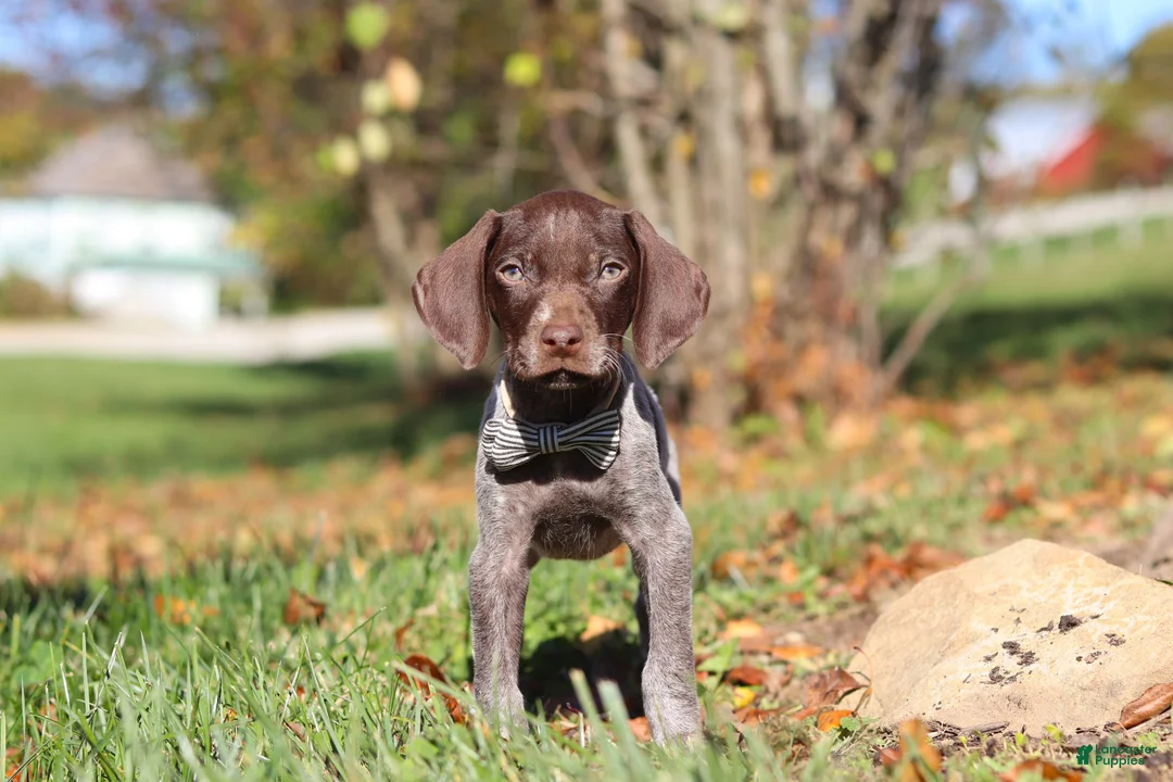 German Shorthaired Pointer dogs for sale: Asher - Ad 1