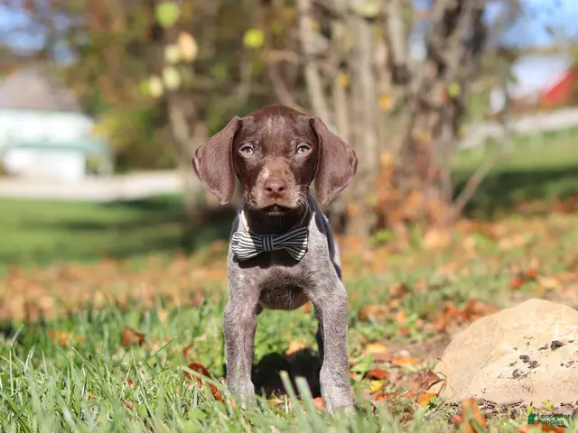 German Shorthaired Pointer dogs for sale: Asher - Ad 1