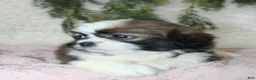 Shih Tzu dogs for sale: Shih Tzu 3 - Ad 3