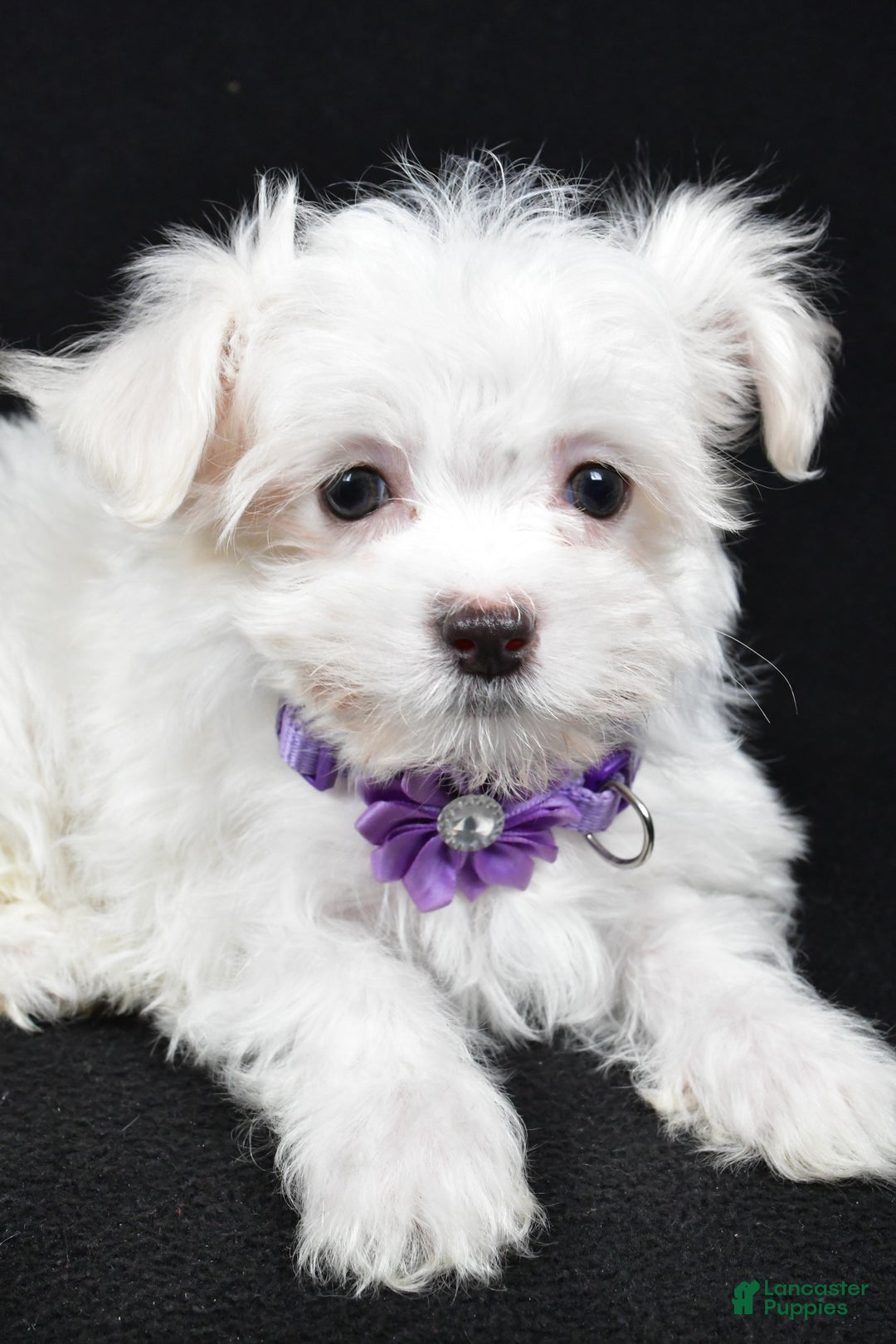 Maltese dogs for sale: Layla - Ad 3