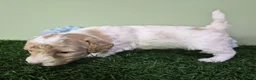 Miniature Poodle dogs for sale: Ferrari - Ad 6
