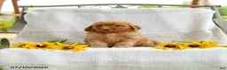 Mini Goldendoodle dogs for sale: Joy - Ad 3