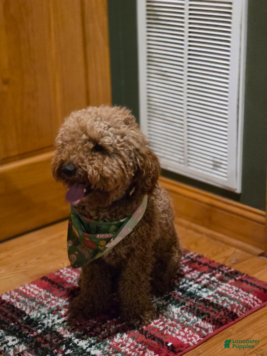 Goldendoodle dogs for sale: Benji  - Ad 2