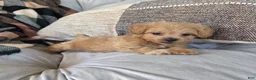 Shihpoo dogs for sale: Cody - Ad 5
