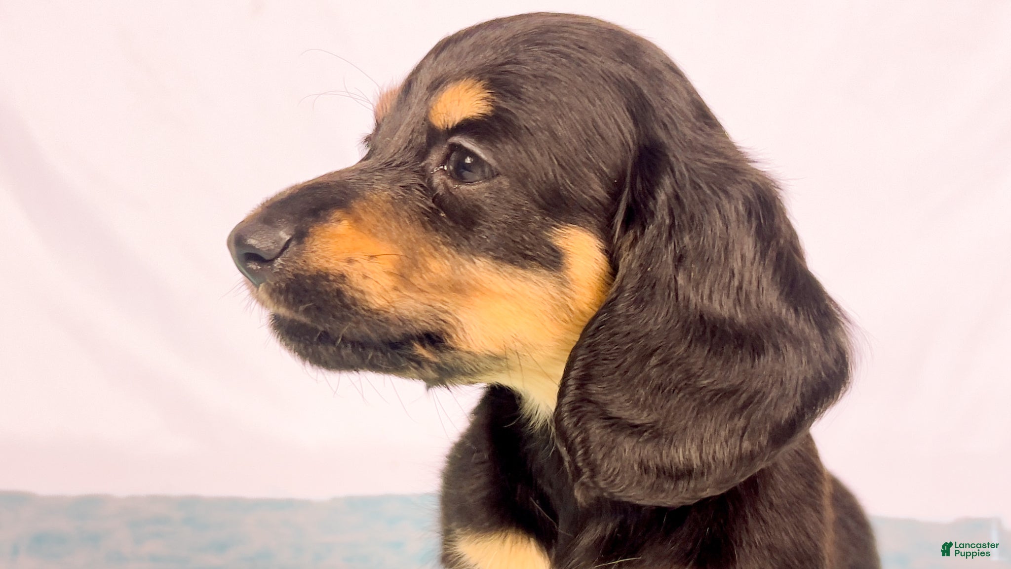 Miniature Dachshund dogs Vanilla - Ad 34