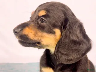 Miniature Dachshund dogs Vanilla - Ad 34