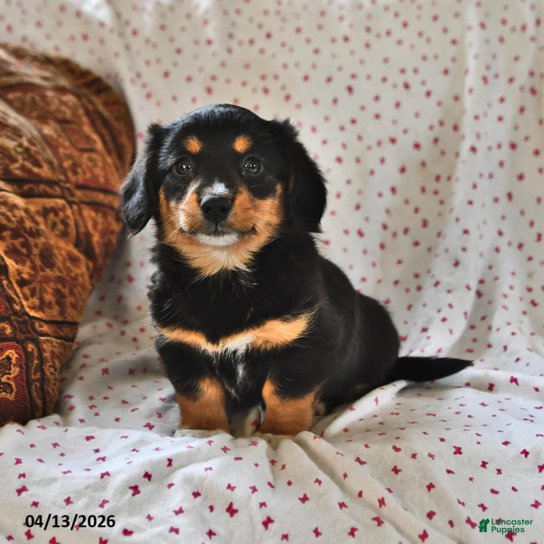 Miniature Dachshund dogs for sale: Princess - Ad 1