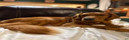 Goldendoodle dogs for sale: Goldendoodle 1 - Ad 2