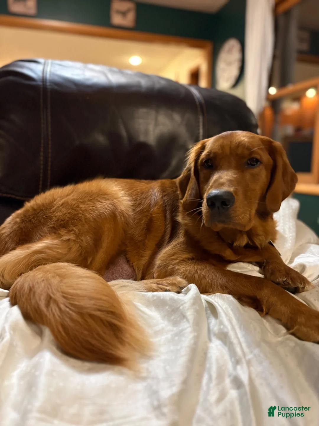 Goldendoodle dogs for sale: Goldendoodle 1 - Ad 2