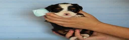 Mini Bernedoodle dogs for sale: Abner - Ad 3