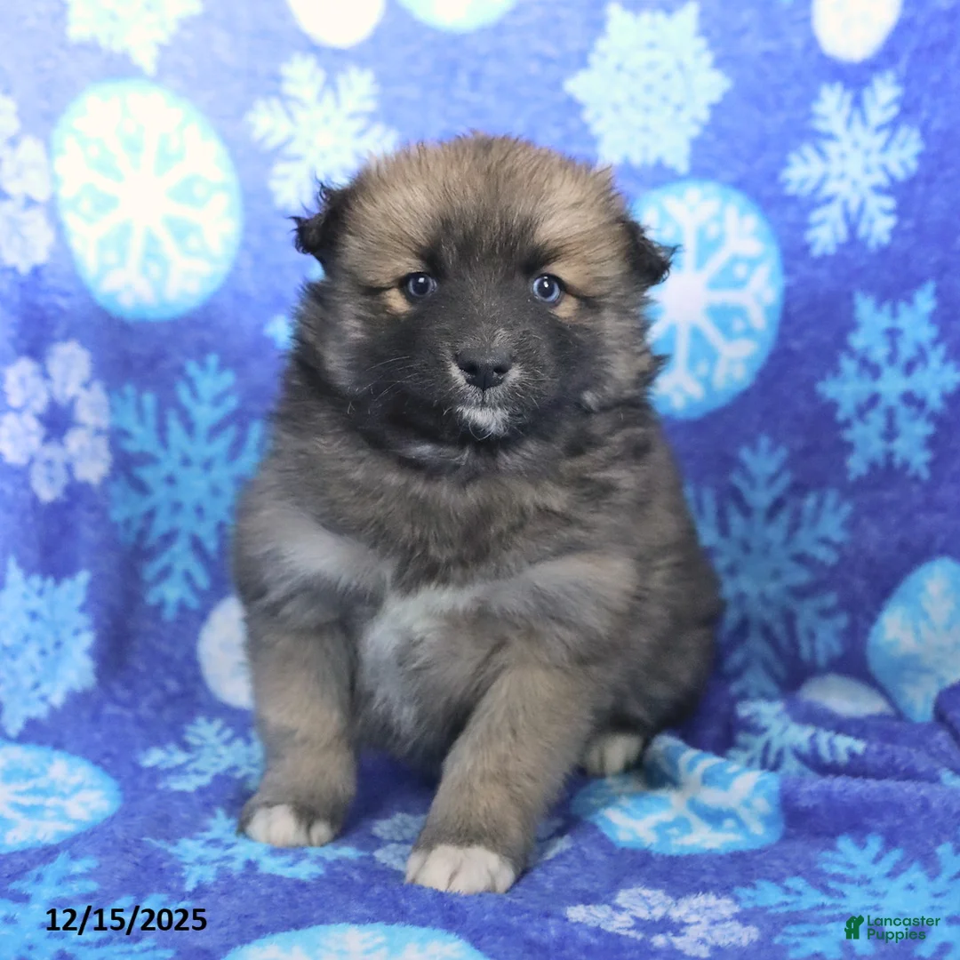 Pomsky dogs for sale: Fletcher - Ad 13