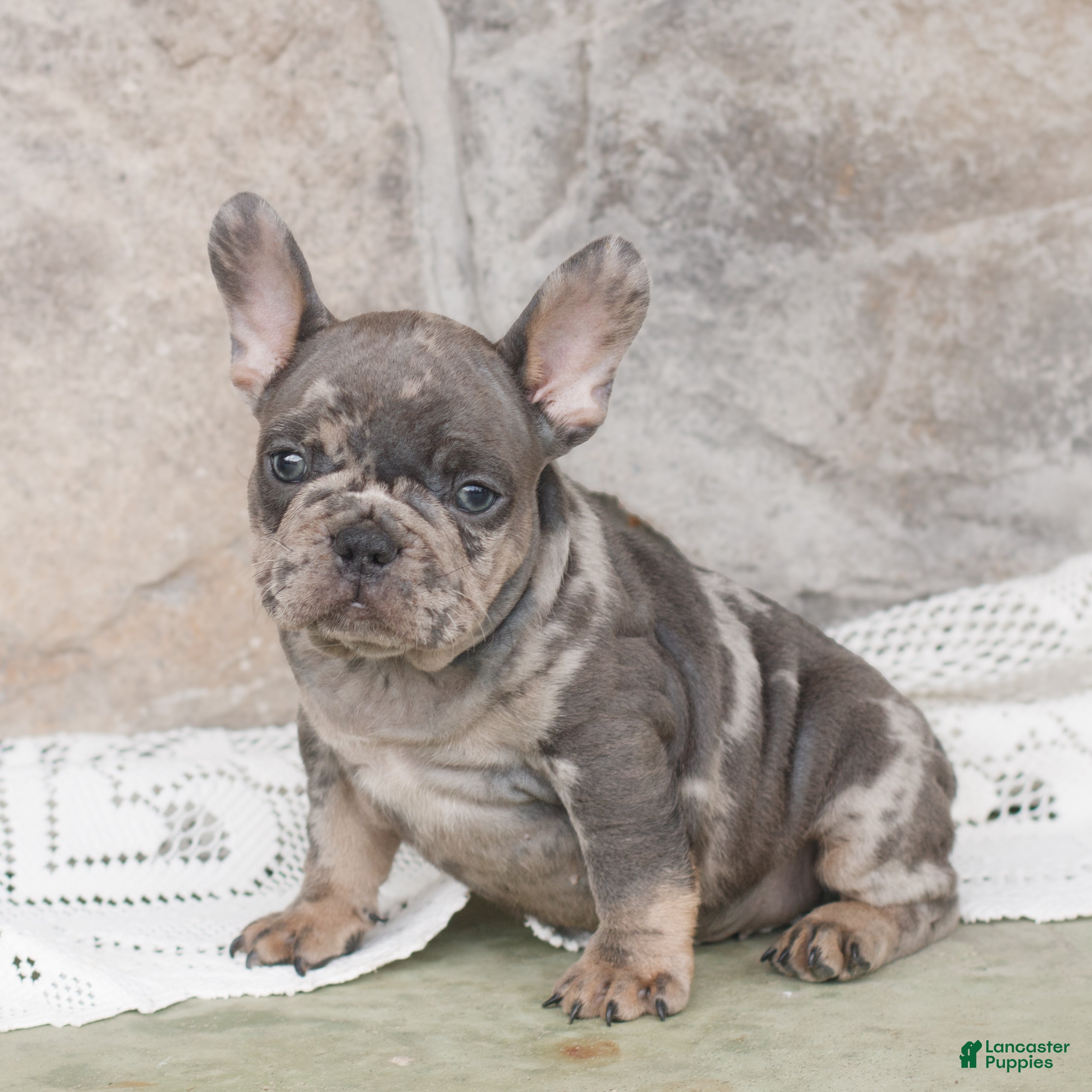 French Bulldog dogs for sale: Brutus  - Ad 1