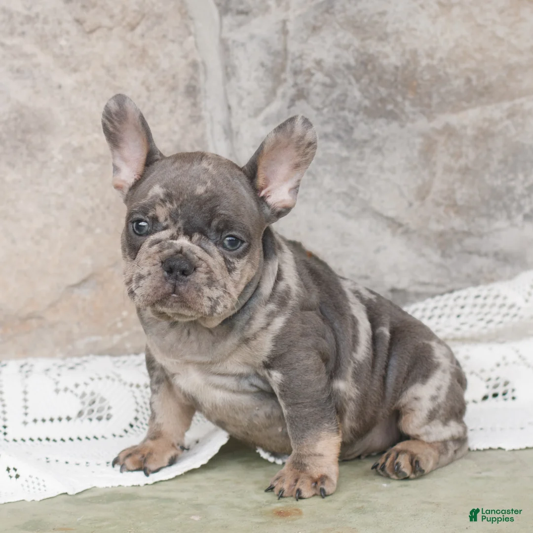 French Bulldog dogs for sale: Brutus  - Ad 1