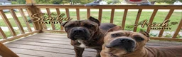Cane Corso dogs for sale: Johnnie - Ad 5