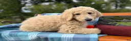 Labradoodle dogs for sale: Bobby (Boy) - Ad 4