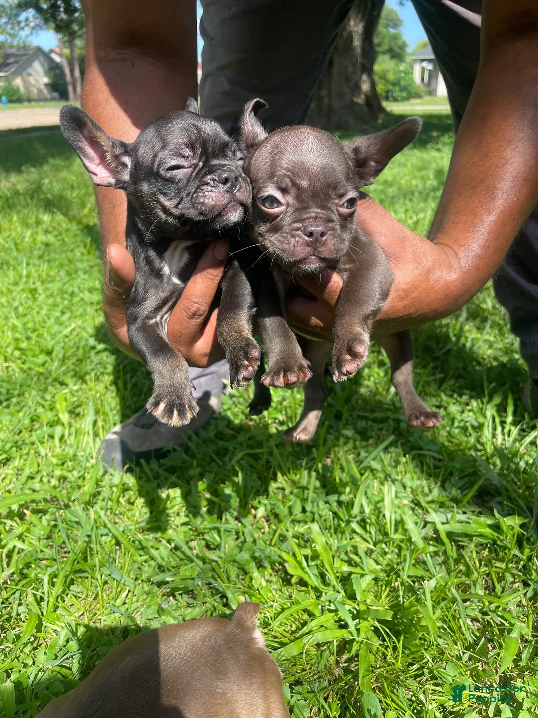 French Bulldog dogs for sale: French Bulldog 3 - Ad 1