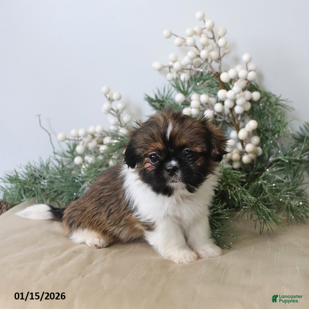 Shih Tzu dogs for sale: Fletcher - Ad 3