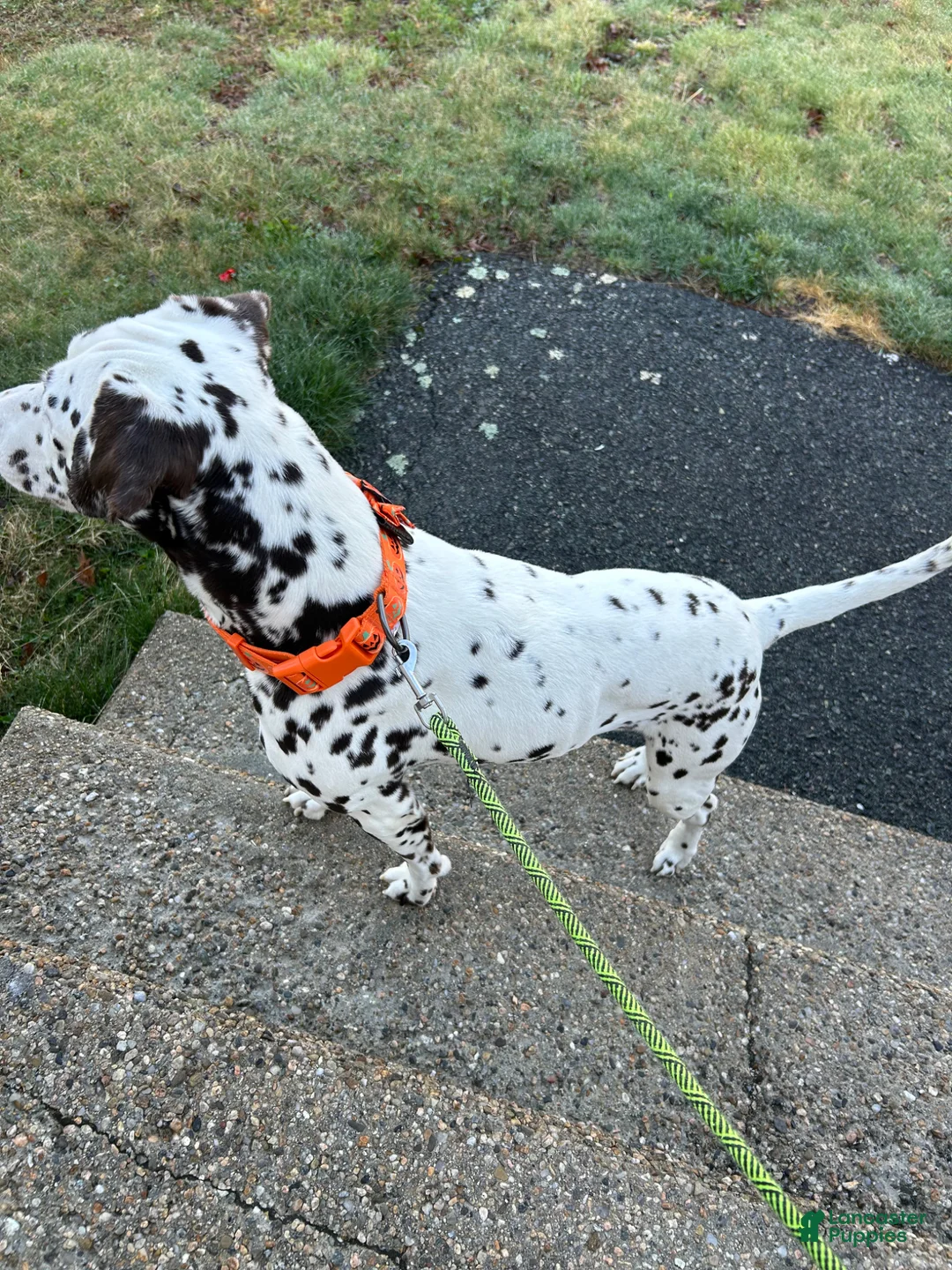 Dalmatian dogs for sale: Dalmatian Puppy 1 - Ad 3