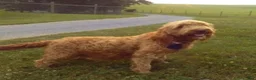 Mini Goldendoodle dogs for sale: Ellie - Ad 10