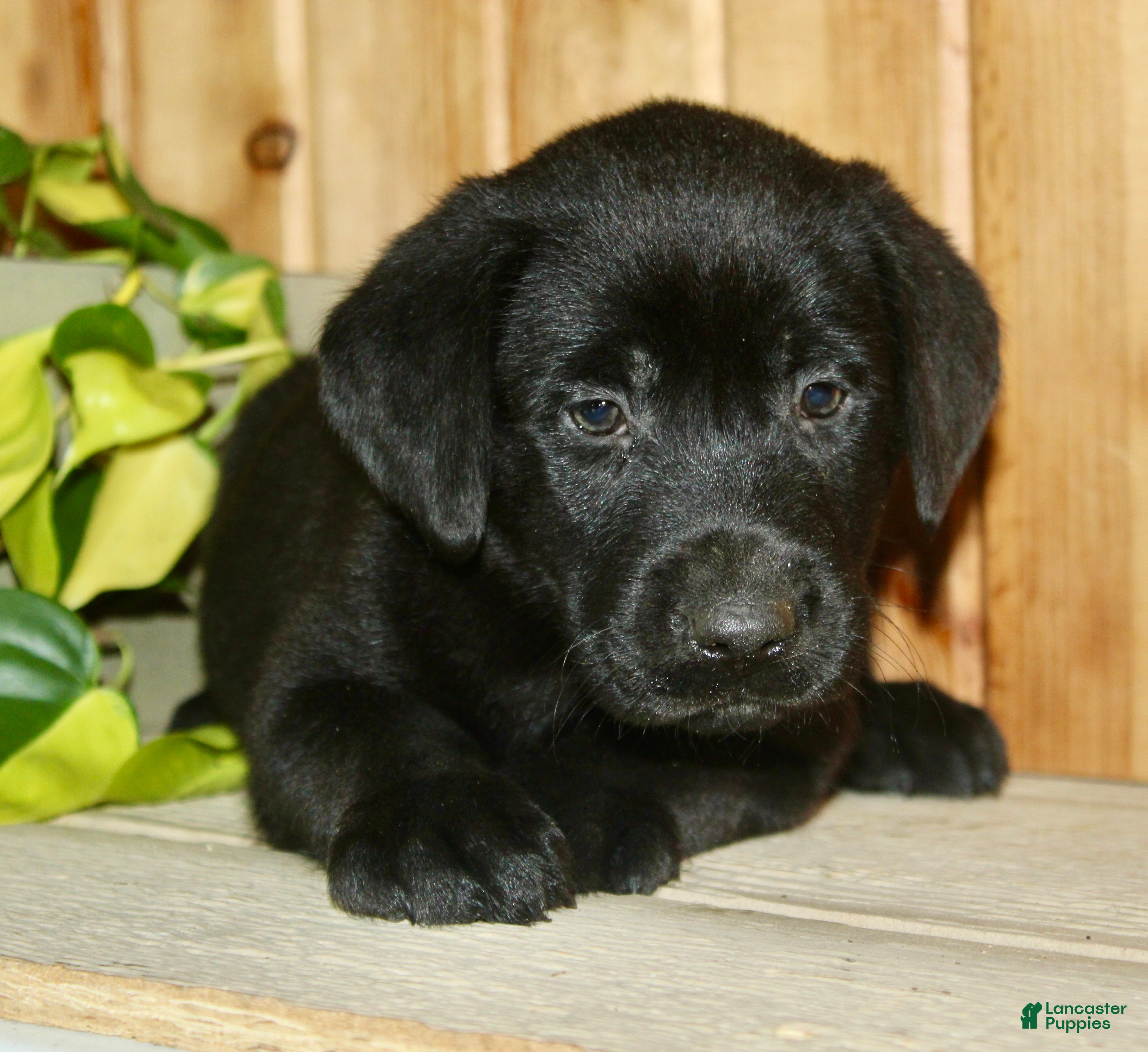 Labrador Retriever dogs Tucker - Ad 1