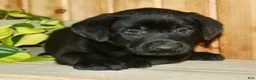 Labrador Retriever dogs for sale: Tucker - Ad 1